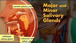 Major Salivary Glands, Their Ducts And Saliva