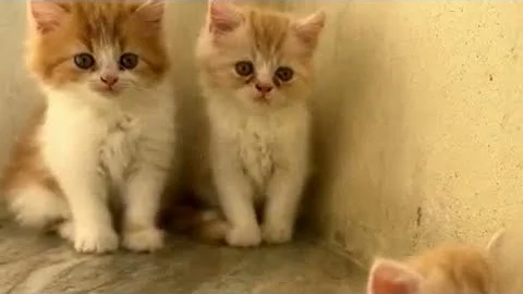 Watch the video about 8143116051 | punch face Persian cat for sale in Hyderabad Asif nagar | Persian kittens for sale Hyd