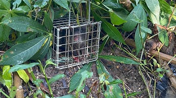 # Bẩy chuột cống nhum cống gắn gài được những con cống già lâu NĂM