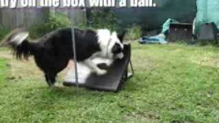 Talin Flyball Training Part 1