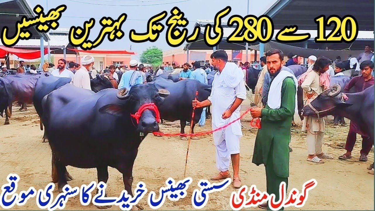 Gondal Mandi latest update 30 Sep 2025!Heighest Milking Buffaloes Fresh Rate on Gondal Mandi