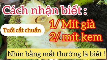 Cách nhận biết mít già, mít kem đơn giản dễ nhận biết nhất !