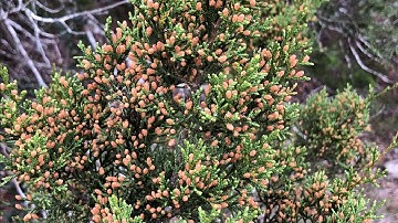 Making Identifications in iNaturalist