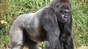 Statistics, modeling of Finance chapter 5 valuation models pages 18–19 chapter ending quiz ￼