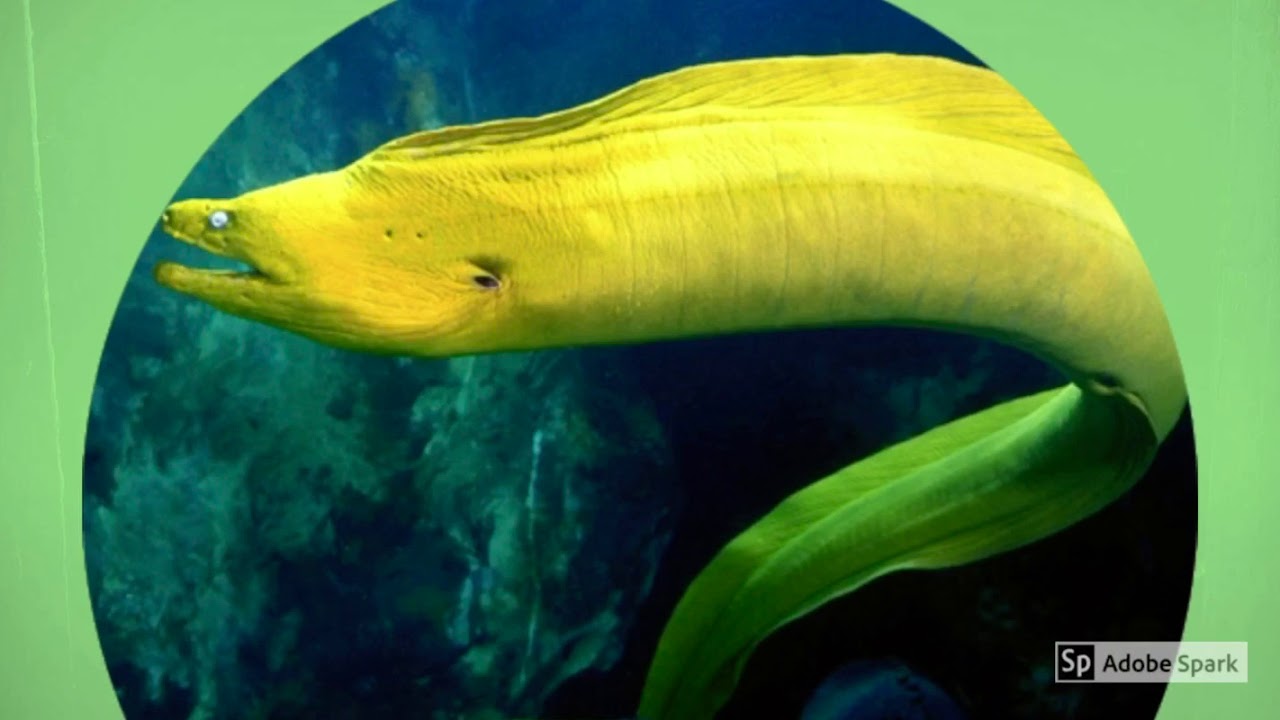 *MORAY EELS* interesting facts YouTube