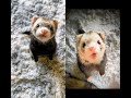 Disco Inferno #thetrammps #farcry5 #sharky #ferret #pets #animals #funny