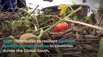 South–South and triangular cooperation in agricultural development: FAO’s experiences