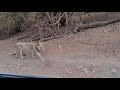 King of jungle so close - Gir lion encounters