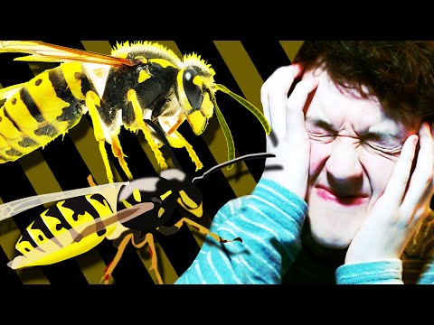 Video: Bee Fear (melissophobia): Symptomer, årsaker Og Behandling