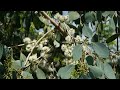 Eucalyptus camphora humeana