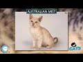 Australian Mist 🐱🦁🐯 EVERYTHING CATS 🐯🦁🐱 の動画、YouTube動画。