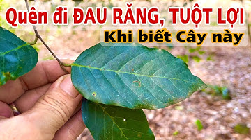 Quên đi Đau Răng Tuột Lợi khi biết cây này. PHAN HẢI Channel 