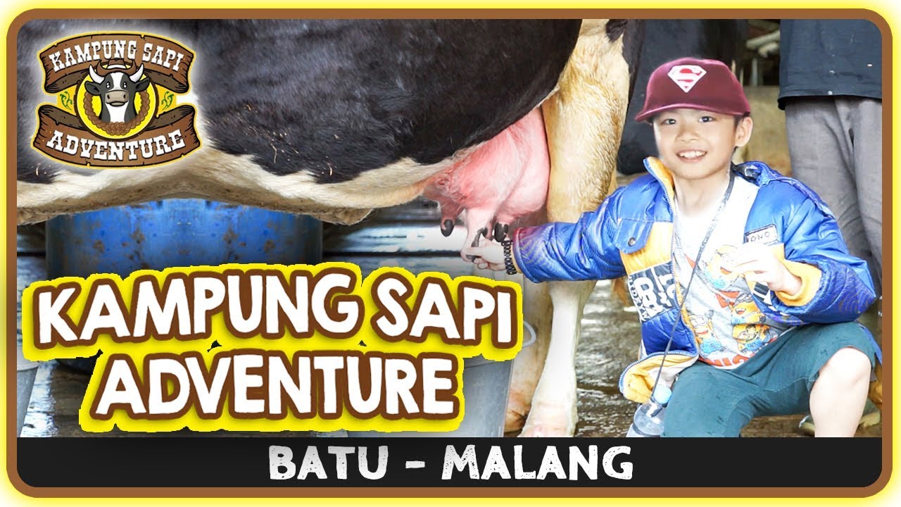 Paket Wisata Kampung Sapi Adventure