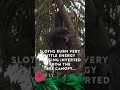 🦥Why do Sloths Live Hung