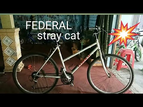 federal stray cat