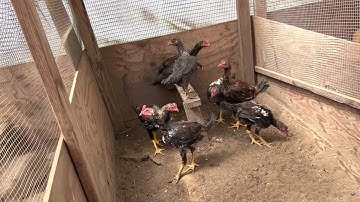 Thaij qaib Saib ua si