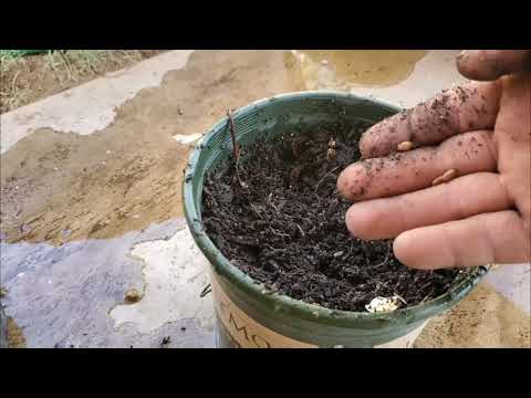 Vídeo: Com Sucar Les Llavors De Remolatxa Abans De Plantar-les? Mètodes De Remull Per A Una Germinació Ràpida. Necessiteu Preparació? Com Germinar-los Correctament Abans De Sembrar A Terr