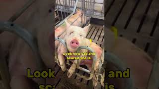 Life of Mother Pigs in Farms