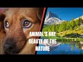 Animals are beauty of the natureanimal world ggpk