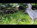 Primitive Technology: Rabbit Hunting Trap | Sneak peak