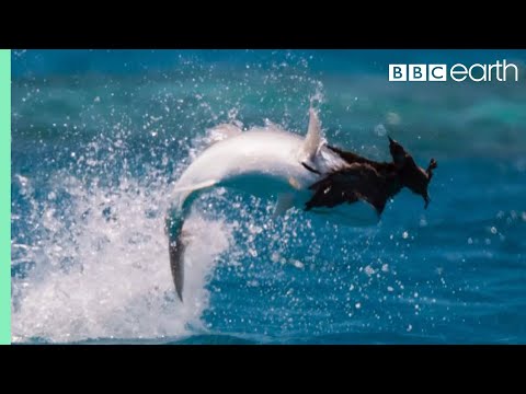 Fish Vs Bird | Blue Planet II | BBC Earth