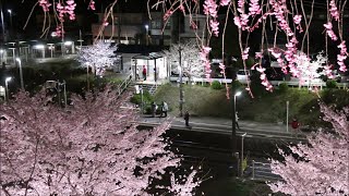 【福島の桜2021】 JR磐越東線 舞木駅　Illumination of cherry blossoms, JR Ban'etsu East Line Mōgi Station　(2021.4)