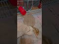 奇葩睡姿 鴨子 可愛動物 柯爾鴨 Duck Cute Animals 奇葩睡姿 鴨子 可愛動物 柯爾鴨 Duck Cute Animals
