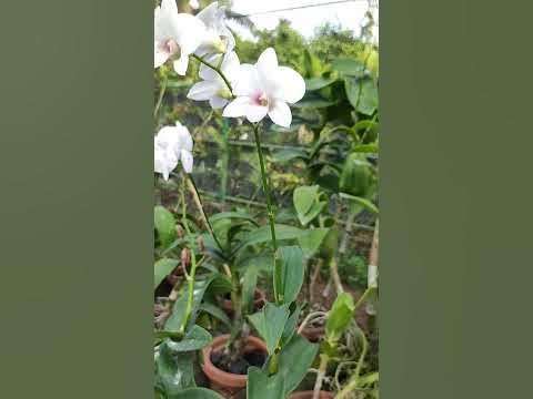 Orchid | Dendrobium | Cooktown orchid