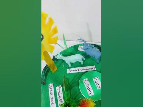 Food chain 3D project about Food chain 3D model learnScience Biology Diagrams