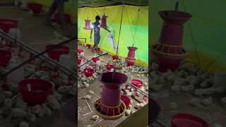 Shalimar Hatcheries #arijitsingh #song #viral #poultryfarming #iphone15 #poultry #tranding