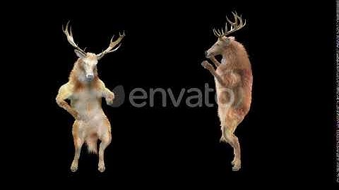 Deer Dancing HD | Motion Graphics - Envato elements