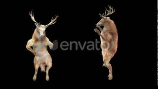 Deer Dancing HD | Motion Graphics - Envato elements