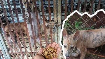 huấn luyện chó phú Quốc cơ bản cho ai mới tập nuôi