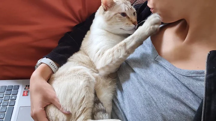 Watch the video about Purring kitty worships his human