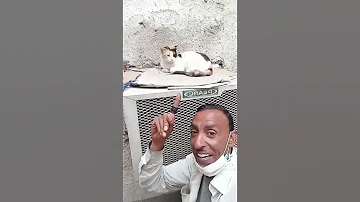كابوس القطط و كلاب 