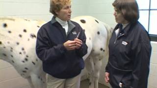 Intramuscular Injection: Equine