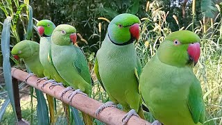 Talking Parrot Nature Video | Parrot Sounds