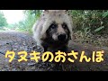 【お散歩】タヌキとお散歩したら想像以上に癒された　Raccoon takes a walk