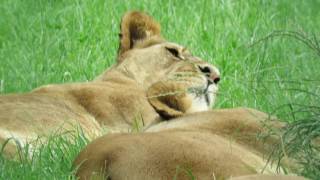 A VISIT TO FOLLY  FARM ZOO VIDEO TAKEN 26.6.2017 [13 ] by Linda Hill 15 views 6 years ago 38 seconds