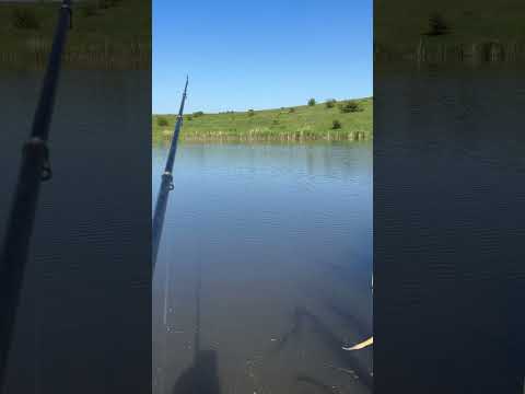 Ну очень красиво клюёт #funny #рыбалка #лесной #кабан #fishing #hunting #carpfishing #carp #gaming