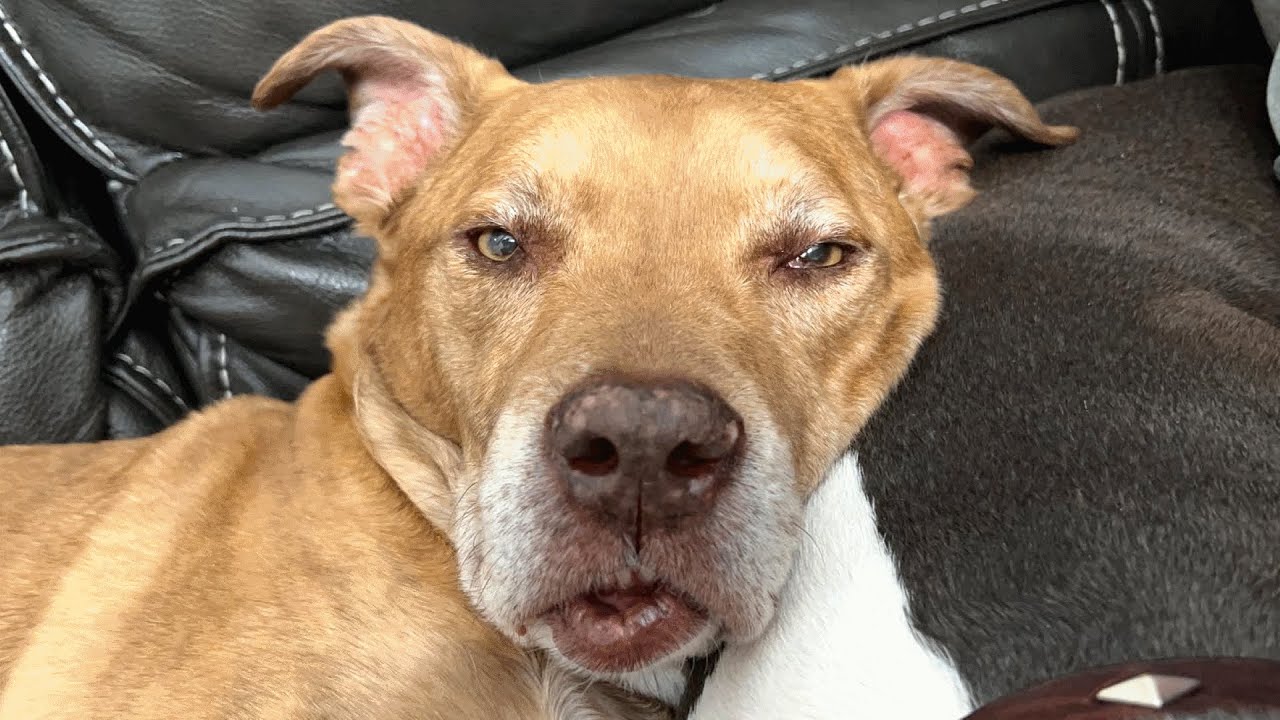 ⁣Woman brings home an 'old' shelter dog. Then discovers his real age.