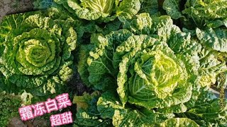 眼看地里白菜成熟可以卖了，蔬菜市场价格太低，愁坏了小温