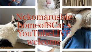 Neko marchie8 Cat′s home がライブ配信中起きてるかなぁ❓最後寝てしまった