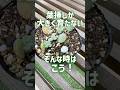 【成長の決め手は肥料！】グングン育ちます