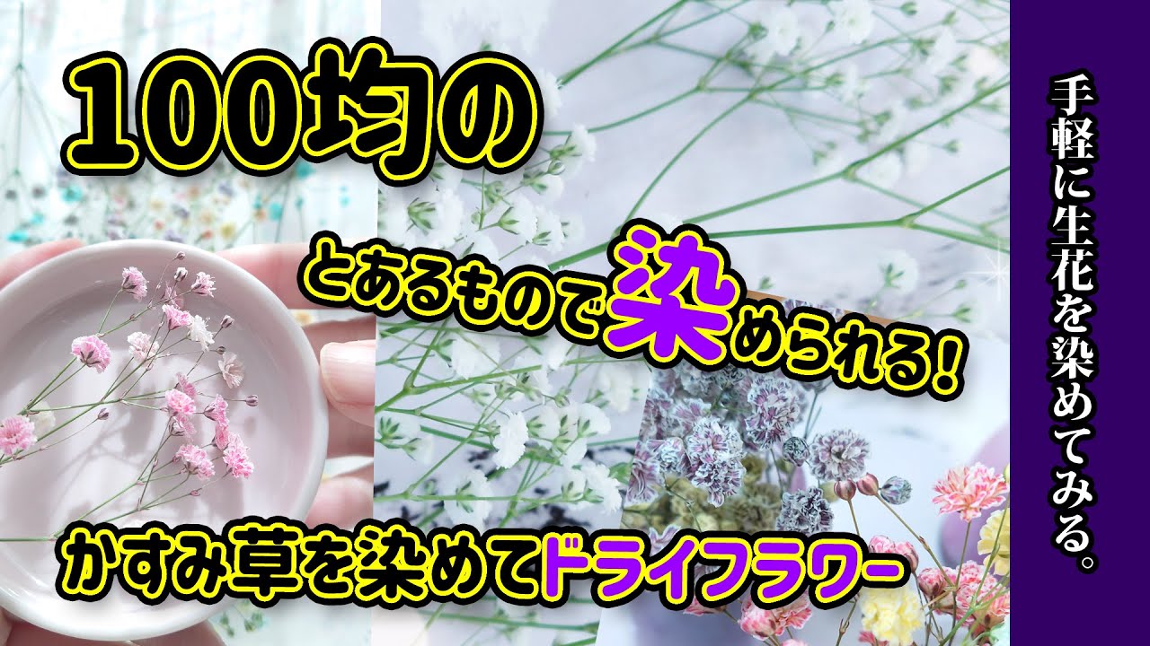 ドライフラワー作り方】かすみ草をダイソーの100均素材で染色してみる