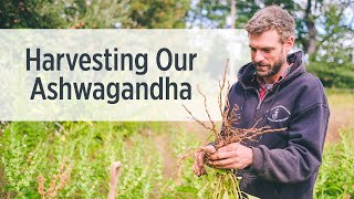 Ashwagandha Root | Growing & Harvesting on Our Farm | Ayurvedic Herbs