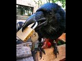 Crows and Ravens! Watch Them Talk, Solve Problems and More!