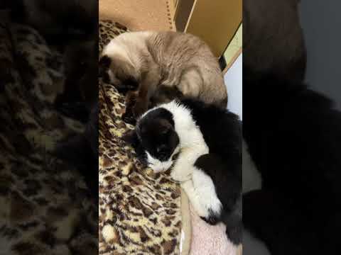 丸くなる猫たち - Two cats - #Shorts