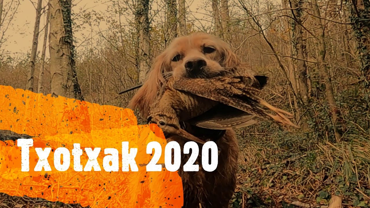 Txotxak 2020