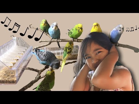 Video: Hva skal du gjøre når parakitten din ikke vil stoppe med squawking
